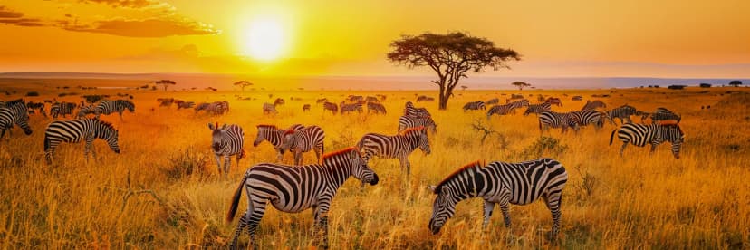 Game Drive 
