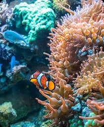  Coral Gardens