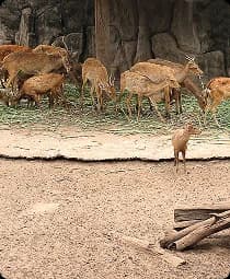 Animal Ark Wildlife Sanctuary