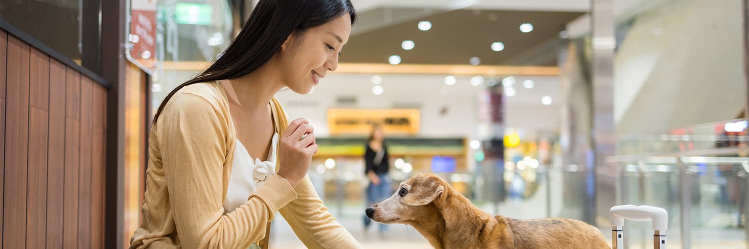 American Airlines Pet Policy 2026: Rules, Fees, and Travel Guidelines