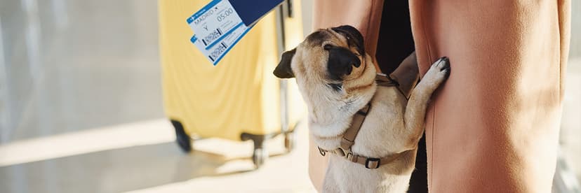 What Is Allegiant Airlines Pet Policy? 