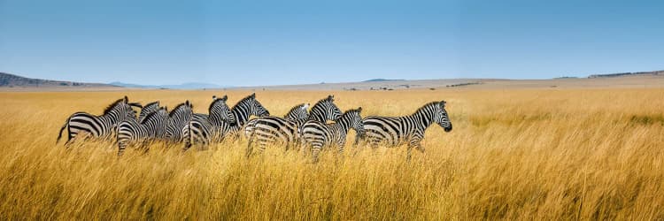 3 Days 2 Nights Masai Mara Tour Packages