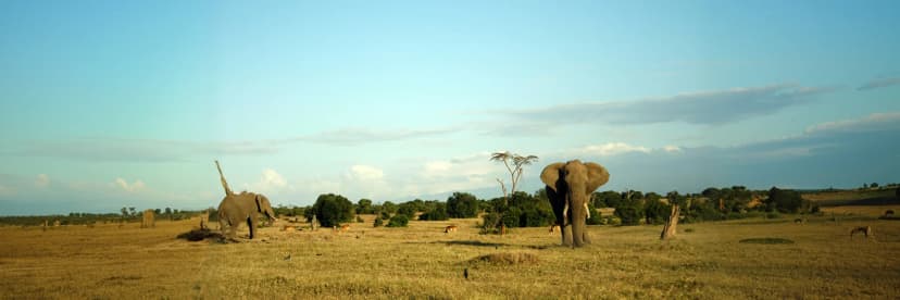 Maasai Mara Game Drive