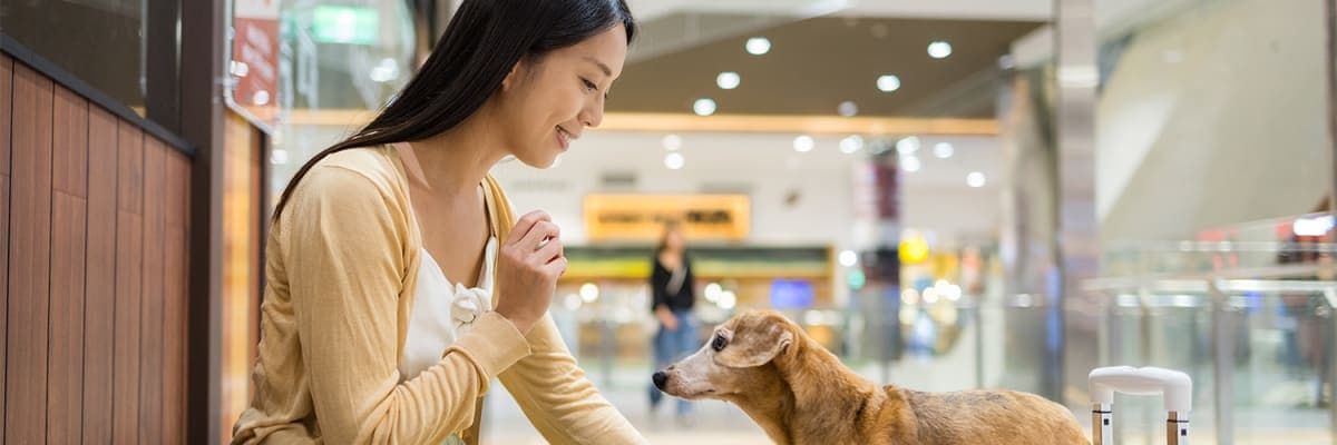 American Airlines Pet Policy 2026: Rules, Fees, and Travel Guidelines