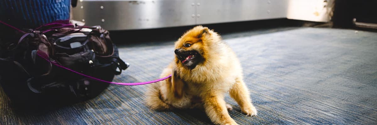 Southwest Pet Policy Guide | Travelpodium