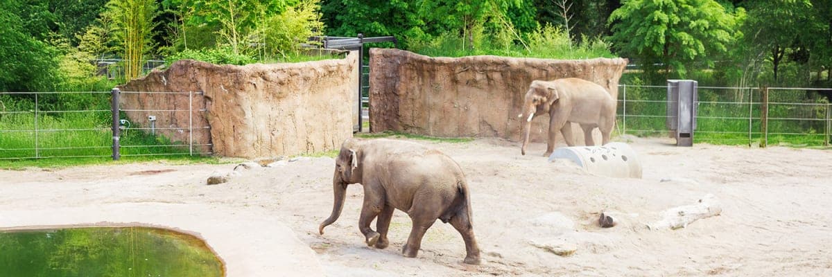 Auckland Zoo: Your Easy Guide Wildlife Adventures
