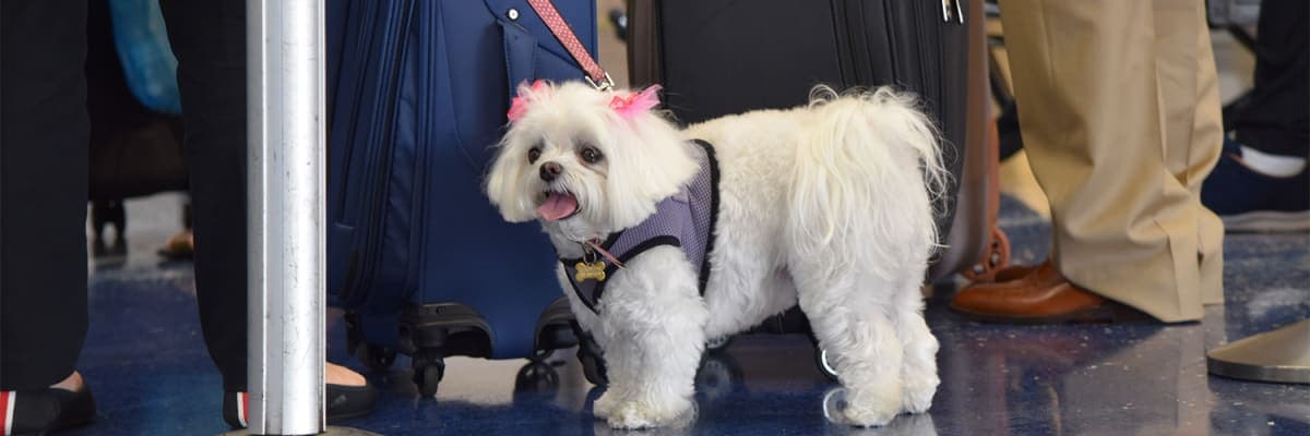 What is Hawaiian Airlines Pet Policy 2026?