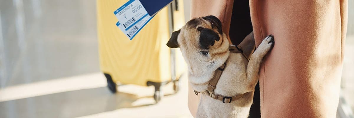 What Is Allegiant Airlines Pet Policy?