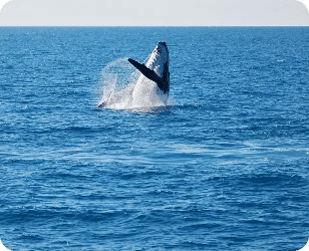 Whale Watching (July -November)