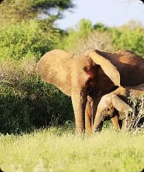 Tarangire National Park
