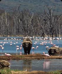 Lake Manyara National Park